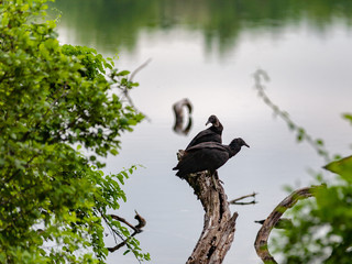 Turkey Vultures