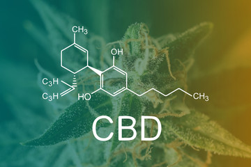 CBD Chemical Formula, concepts of grow and use of marijuana for medicinal purposes. Concepts...