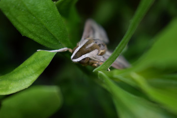  Elephant hawk moth Night butterfly  on a green background of a garden plant at night