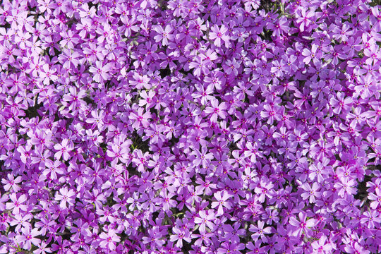 Fototapeta Phlox subulata (known as creeping phlox, moss phlox, moss pink, or mountain phlox) flowers background. Many small purple flowers for background, top view.