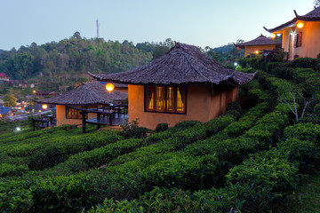 Fototapeta na wymiar Tea Plantation and hut in Ban Rak Thai. Mae Hong Son, Thailand.