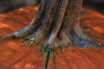 Close Up Pumpkin Stalk