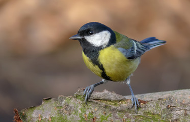 Amusing adult Great tit perched on a lichen snag 