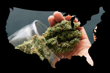 Cannabis Bud in the United State of America, Legal Marijuana in America. Macro of marijuana with...