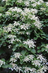 イワガラミ © ziggy