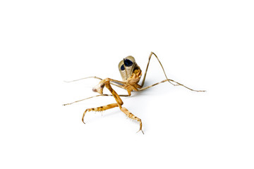 Praying mantis