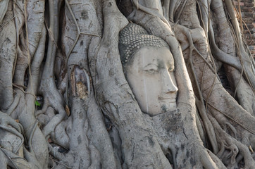 Fototapeta na wymiar Buddha head overgrown with tree roots in Ayutthaya, Thailand , Wat Mahathat
