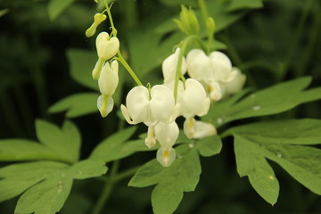 Fototapeta premium white bleeding heart