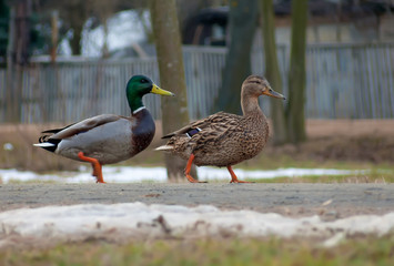 Male and female wild mallards together walk down street on pavement in spring winter