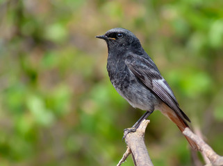 Fototapeta premium Male Black Redstart close shot of perched bird