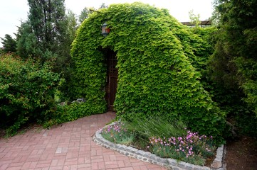 Entrance to a small house, lined with a creeper. It looks like a scene from a fairy tale.