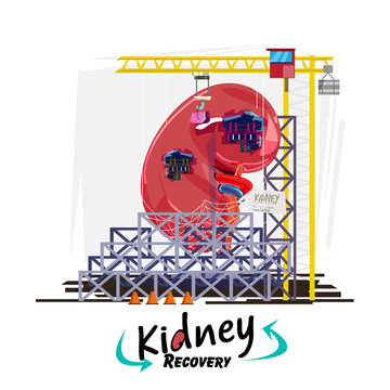 Kidney recovery concept. Human kidney with hanging with building crane to repair or recovery. logo - vector