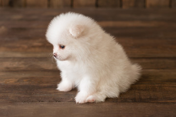 Fototapeta na wymiar Little Pomeranian spitz-dogpuppy.It can be used as a background