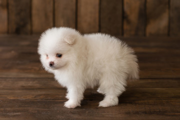 Little Pomeranian spitz-dogpuppy.It can be used as a background