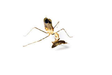 Praying mantis and cockroach