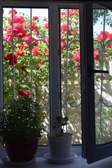 window with roses