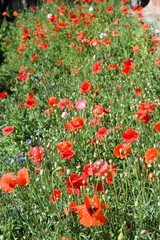 Beautiful field of red poppies .
