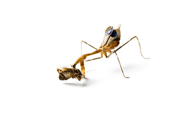 Praying mantis and cockroach