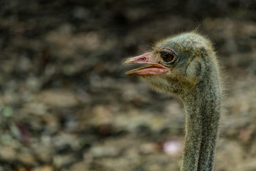 Ostrich head