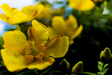 Obraz premium Macro fiore giallo
