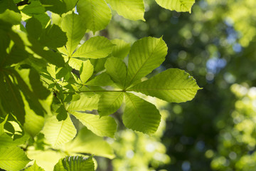 Buckeye or horse chestnut green leaves