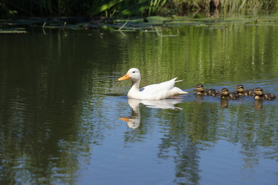 Weisse Ente mit braunen Kücken, Entenfamilie, Spreewald, Hybrit Ente
