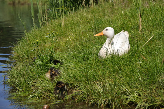 Weisse Ente mit braunen Kücken, Entenfamilie, Spreewald, Hybrit Ente im Gras