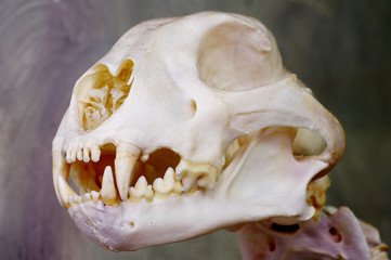 cheetah skull animals theme © Vitezslav Halamka