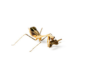 Praying mantis and cockroach