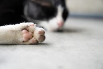 close up white cat's leg with pink paw, sleeping cat on cement ground
