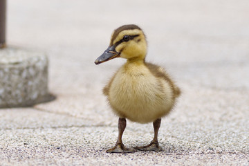 Single Standing Baby Duck with Two Legs.