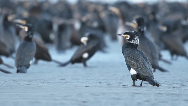 カワウの群れ(Great Cormorant)