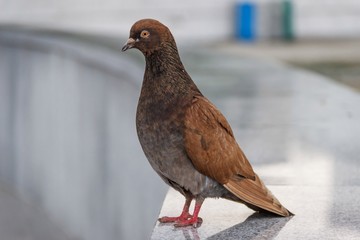 The dove stands on the plinth