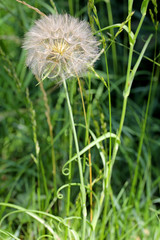 Dandelion on meadow