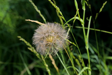 Dandelion flower macro