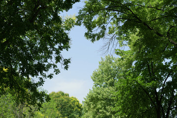 Branches with green leaves against the sky background, treetop