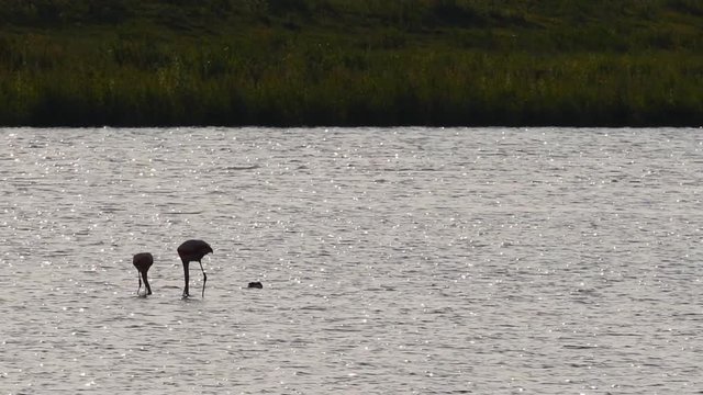 Pair of Chilean flamingo birds wading