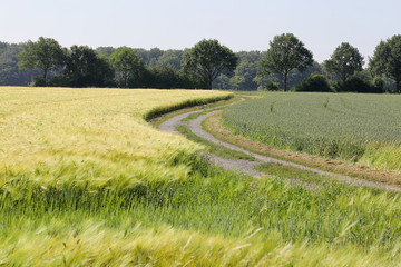 winding path beside a cornfield