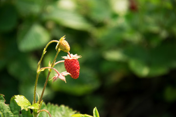 Red strawberries under sunshine. Growing strawberries in the village.