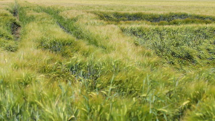 corn field storm damage caused by wind