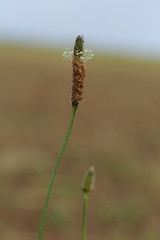 Grass helocopter-like in front of blurred background