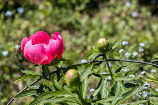 Pink peony bloom on a beautiful spring day