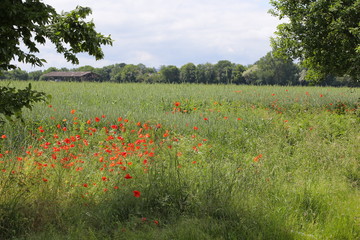 Poppies on meadow