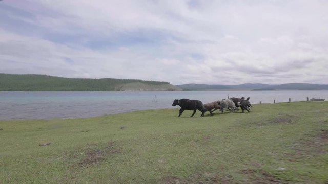 Following yacks while running along a lake in slow motion epic fail mongolia