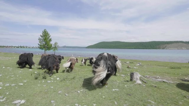 Following yacks while running along a lake  in slow motion mongolia