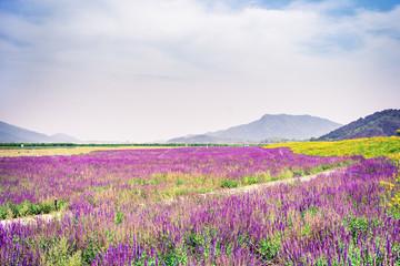 Fototapeta na wymiar Lavender flowers