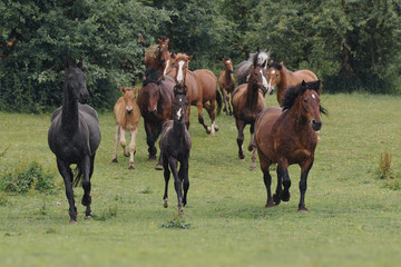 Obraz premium Horses in the herd in the rain