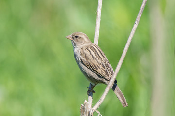 Passer domesticus on a branch