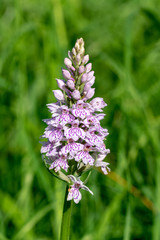 Common Spotted-orchid - Dactylorhiza fuchsii