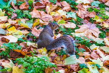 London Squirrel